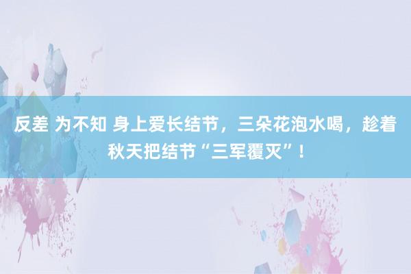 反差 为不知 身上爱长结节，三朵花泡水喝，趁着秋天把结节“三军覆灭”！